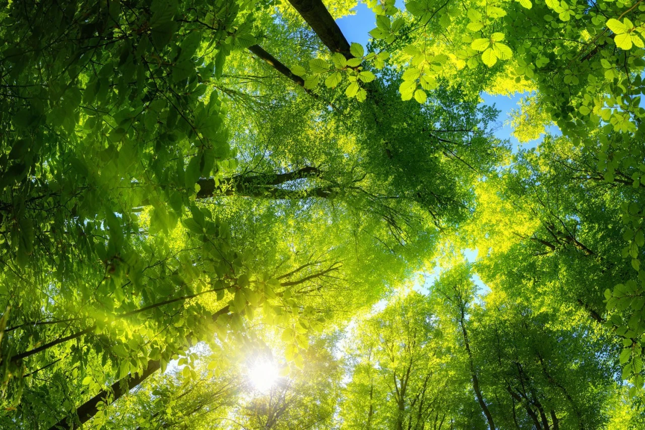 Wald | © KWB Wald mit Sonnenstrahlen