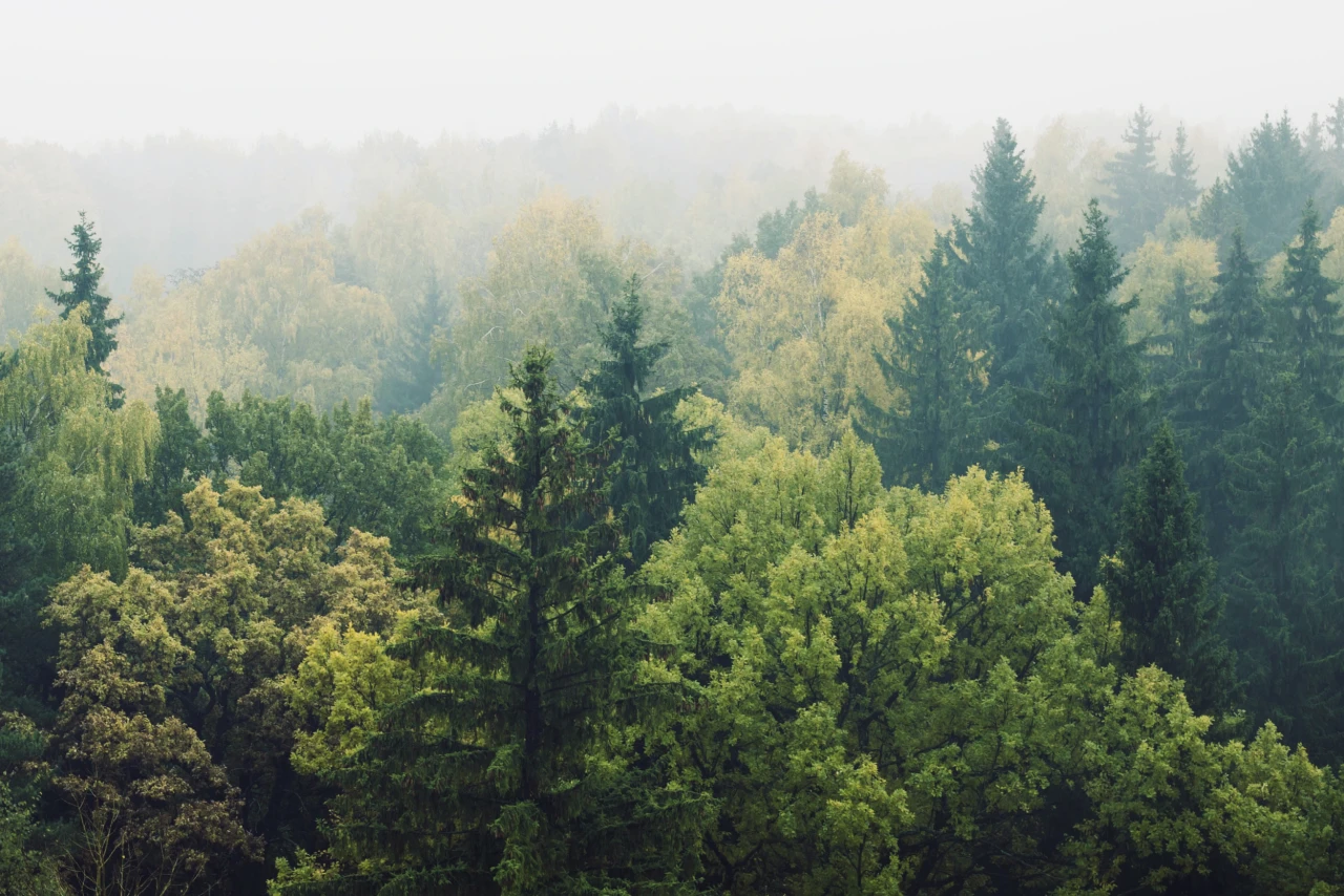 Wald | © KWB Baumspitzen in Nebel