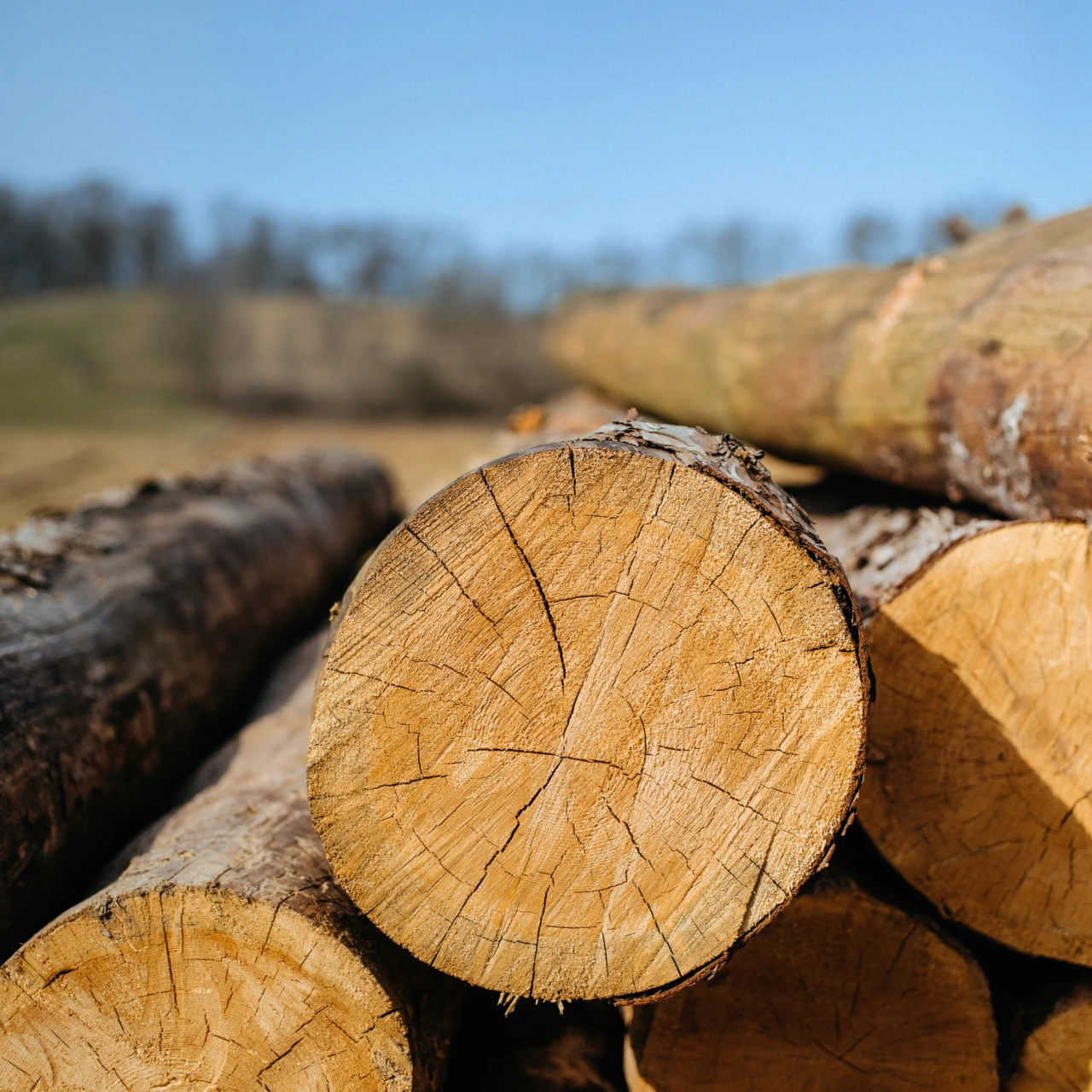 Holz | © KWB, LupiSpuma Hier sieht man gestapelte Holzstaemme