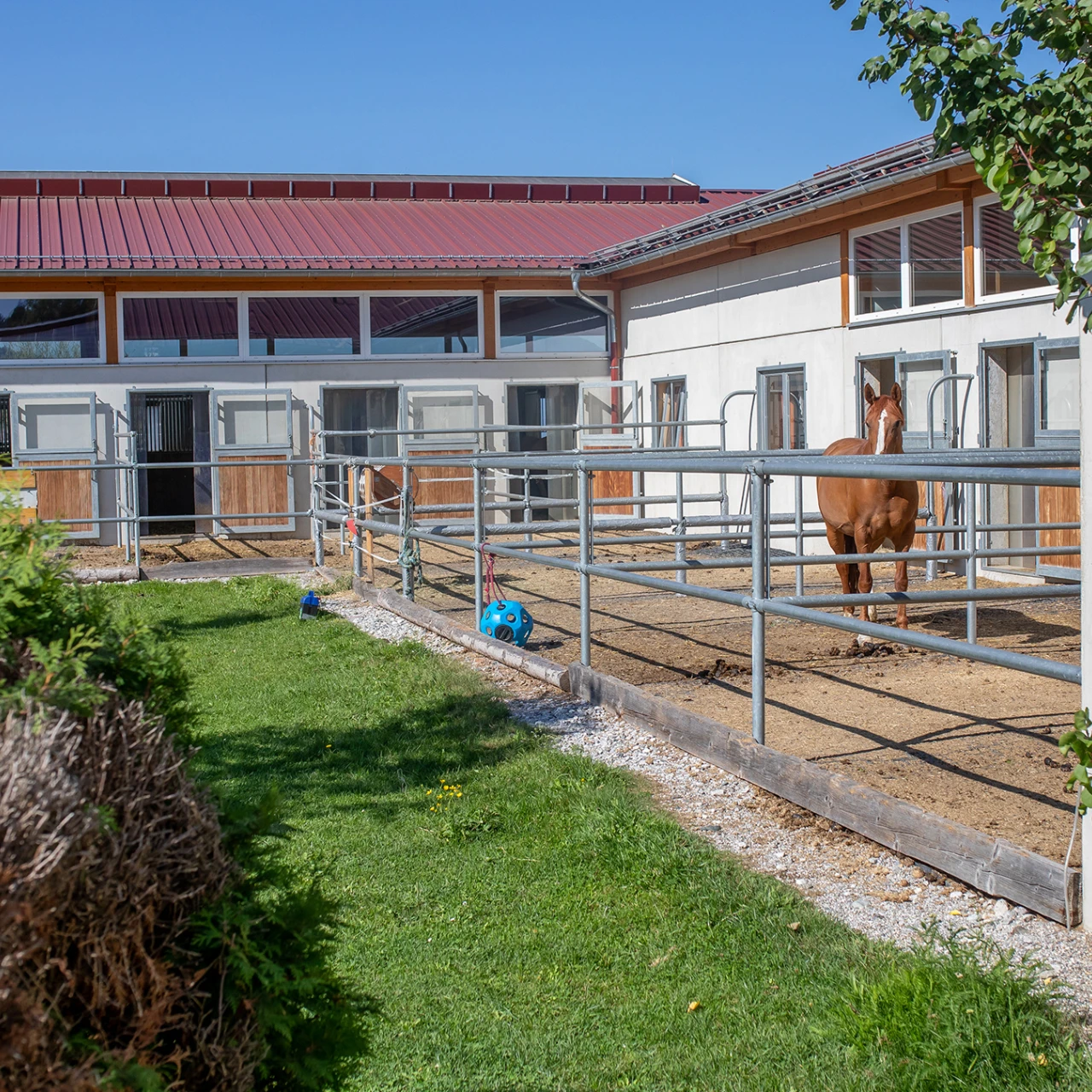 Referenzkunde Pferdesportzentrum | © KWB Hier sieht man ein Pferd auf dem Grundstueck vom Pferdezentrum