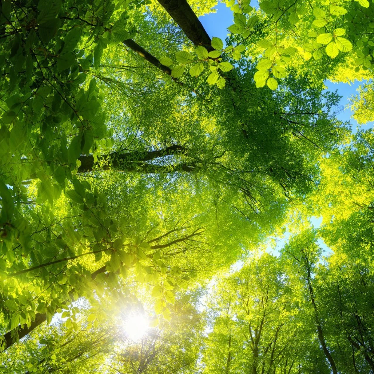 Wald | © KWB Wald mit Sonnenstrahlen