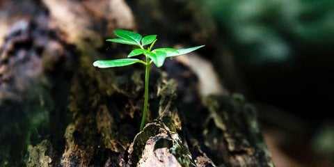 Klimaschutz - Mit dem Brennstoff Holz